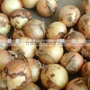 Yellow Onions for Sales thumbnail-1
