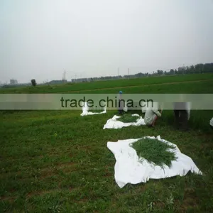 2015 100% Organic Young Alfalfa Leaves/alfalfa Grass Powder thumbnail-4
