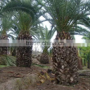 Wholesale Outdoor Ornamental Decrotive Landscaping Phoenix Canariensis Palm Trees Plants thumbnail-3