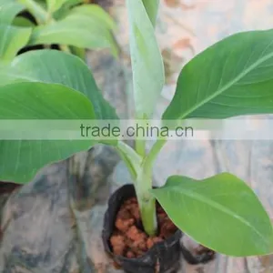 Banana Trees Seedling Nursery thumbnail-1
