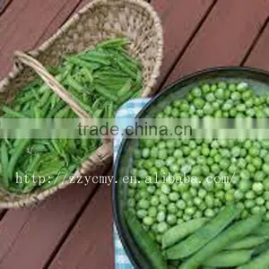 Green Peas for Food Canning thumbnail-1