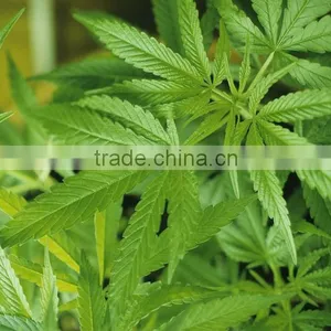 Wholesale Organic Hemp Seed Oil From GMP Factory thumbnail-2