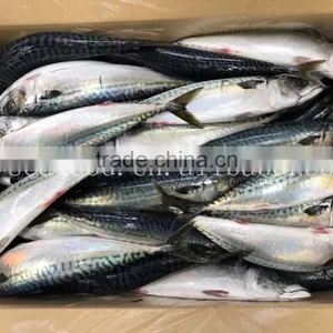 Frozen W/R Japan Mackerel thumbnail-1