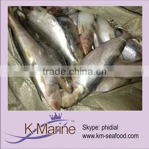 Fresh Frozen Sardine on Sale thumbnail-1