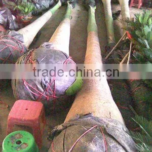 Roystonea Regia Ready for Shipment thumbnail-1