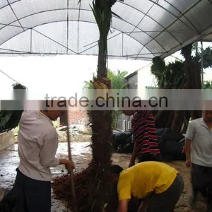 Trachycarpus Fortunei thumbnail-1