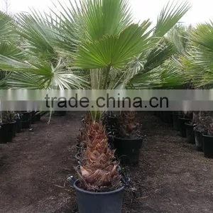 Washingtonia Robusta "Mexican Fan Palm" thumbnail-4