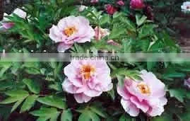 Tree Peony Plant Root Shu Nu Zhuang thumbnail-1