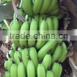 FRESH BANANA thumbnail-1