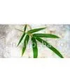 Bamboo Fiber thumbnail-1