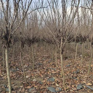Price of Chinese Redbud Trees thumbnail-1