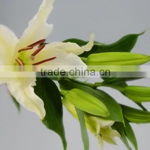 Best Quality Siberia Long Stem White Color Lily thumbnail-6