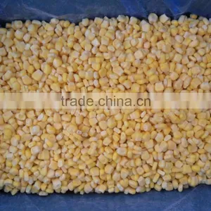 IQF Frozen Sweet Corn Kernel Jinfei Cuiwang Huazhen Variety thumbnail-1