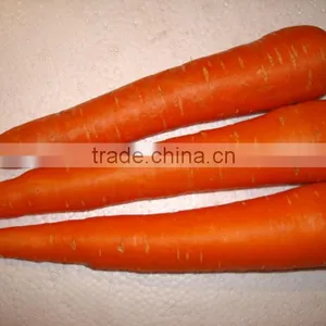 Supplier Bulk Carrot Sale Carrot Price thumbnail-5