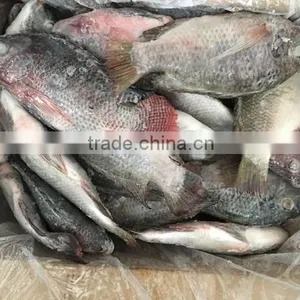 Chinese Factory Price of Frozen Black Tilapia thumbnail-1