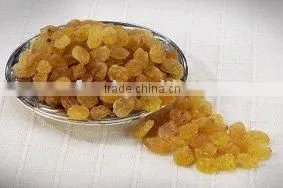 Sun Golden Raisin thumbnail-1