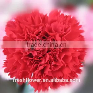 Fresh Cut Carnation Flower thumbnail-1