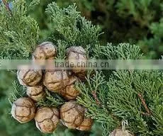 CYPRESS ESSENTIAL OIL thumbnail-1