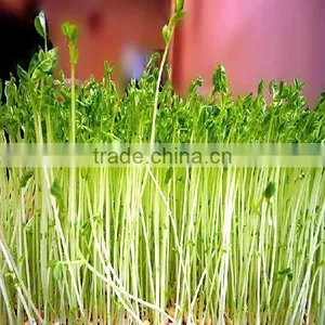 Lowest Price Automatic Bean Sprouter Machine With Best Service thumbnail-4