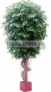 SJ2001022 Small Potted Foliage Banyan Tree Landscaping Decoraative Garden Tree thumbnail-2