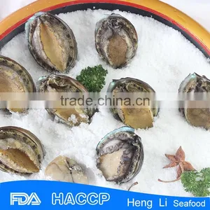 Fresh Frozen Green Abalone thumbnail-3