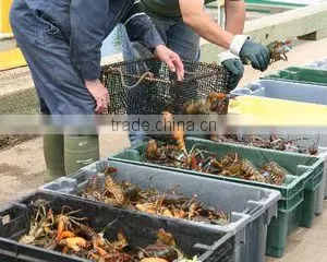 I. Fish Company Limited company overview - view 3 thumbnail