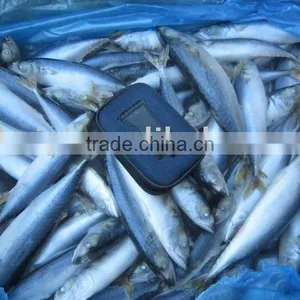 Frozen Mackerel(small Size) thumbnail-1