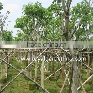 Cassia Fistula Plants for Middle-east Landscaping thumbnail-1