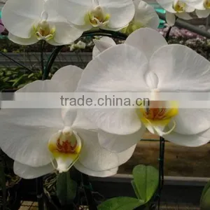 Phalaenopsis Orchid Plants Flowers Bloom & no Flowers (CM) thumbnail-1