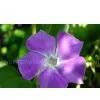 Periwinkle Extract 98% Vipocetine thumbnail-1