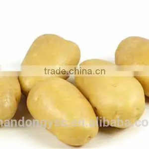 2016 New Crop Fresh Potato thumbnail-3