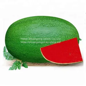 Big Pearl Light Green Hybrid Watermelon Seed thumbnail-4