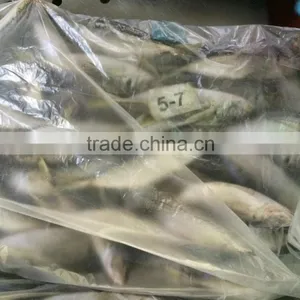 Seafood Horse Mackerel From China 50 -70 Pcs /10 kg thumbnail-2