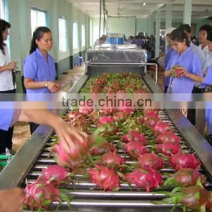 Dragon Fruit Vietnam Specialties - Fresh Dragon Fruit for Sale - Red Dragon Fruit thumbnail-5