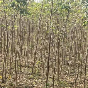Quotation List of Chionanthus Retusus Base. Prices of Chionanthus Retusus Seedlings. Wholesale From Manufacturers thumbnail-4