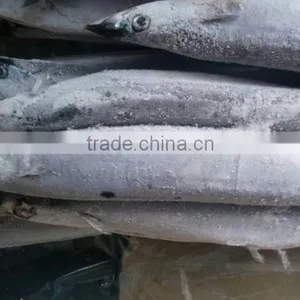 FROZEN PACIFIC SAURY WHOLE ROUND thumbnail-4