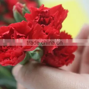 Various Crazy Selling Products for 2015 Carnation Flower thumbnail-3