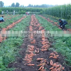 Supplier Bulk Carrot Sale Carrot Price thumbnail-1