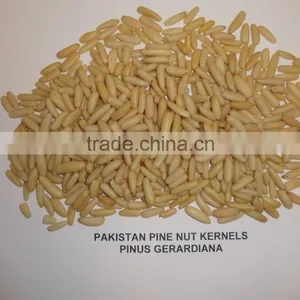 Cedar Nuts , Pine Kernel , Pine Nuts Peeled Long Grain , Pine Nuts Shell & Unshell , Pakistan Pine Nuts in Bulk thumbnail-1