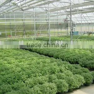 Polycarbonate PC Sheet Multi-span Greenhouse thumbnail-4