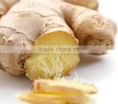DRY GINGER thumbnail-1