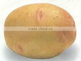 FRESH POTATO thumbnail-1
