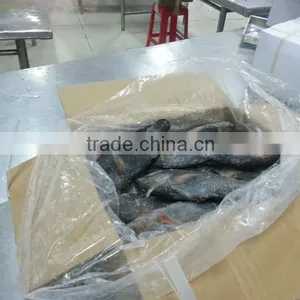 FROZEN BLACK TILAPIA WHOLE ROUND thumbnail-2