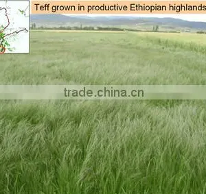 Organic Teff Grain From Ethiopia thumbnail-1