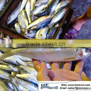 16+ cm Sardine Frozen Whole Sardine thumbnail-1