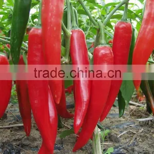 Hot Sale Hybrid High Yield Chili Pepper Seeds-XY 158 thumbnail-3