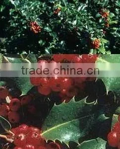 Ilex a. J.C. Van Tol Plant thumbnail-1