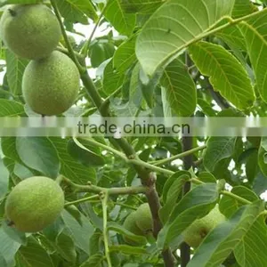 Walnut Tree Seedling thumbnail-1
