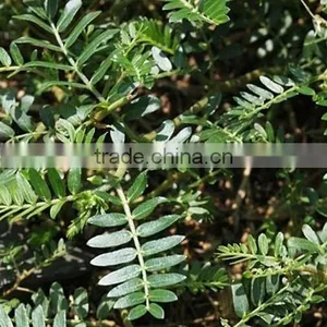 High Quality Nature Tribulus Terrestris 60% Saponins With High Quality thumbnail-6