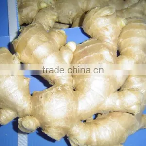 New Crop China Fresh Ginger for Sale thumbnail-3